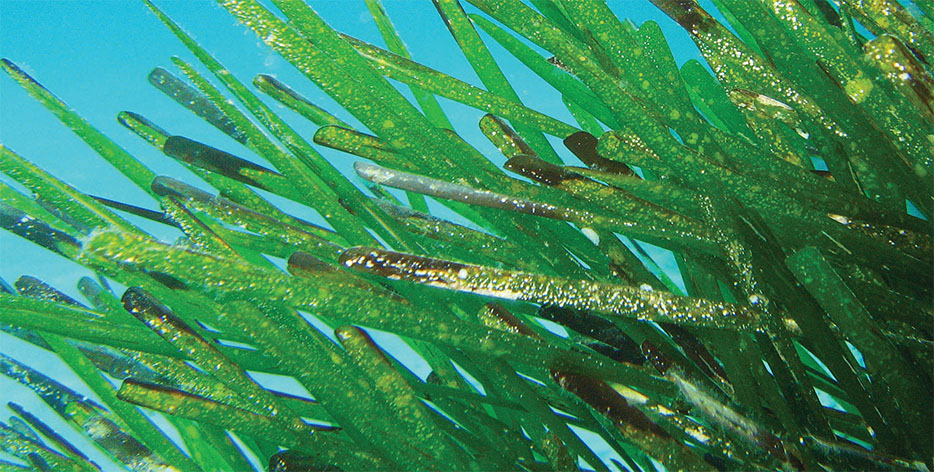 posidonia-oceanica